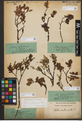 Foto von Salix waldsteiniana Willd.